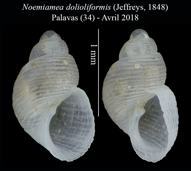 Noemiamea dolioliformis #55890