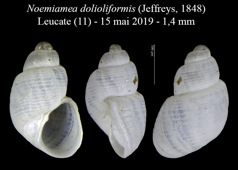 Noemiamea dolioliformis #59636