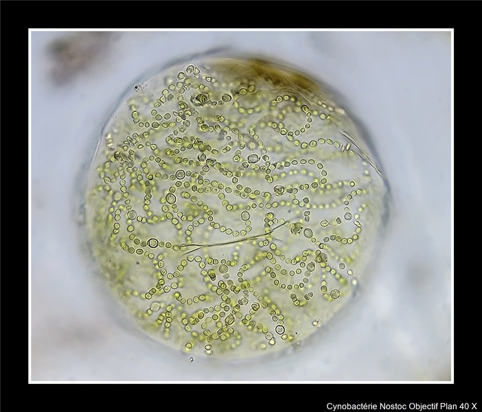 Nostoc #39030