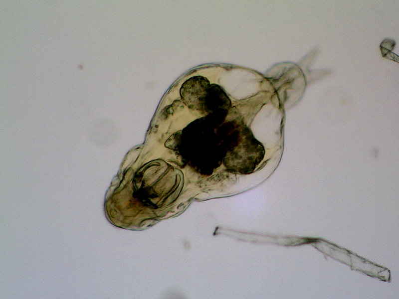Notommata allantois #35105