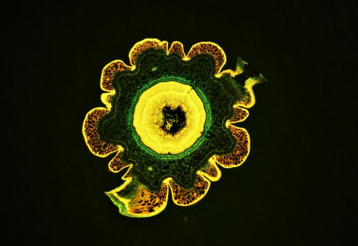 Nouvelle coloration pour plantes #60678
