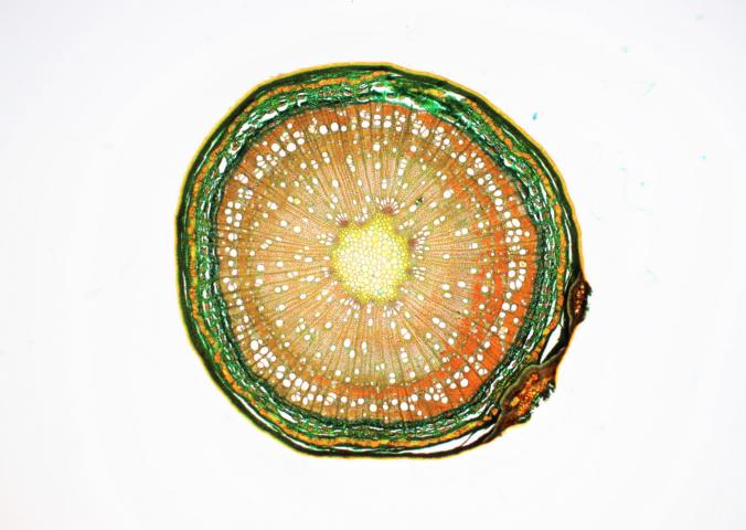 Nouvelle coloration pour plantes #60677