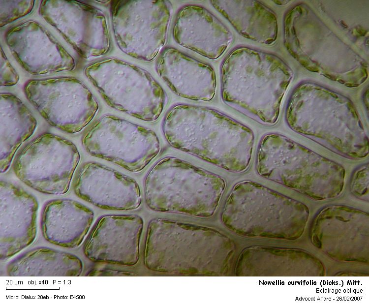 Nowellia curvifolia (Dicks.) Mitt. #2965