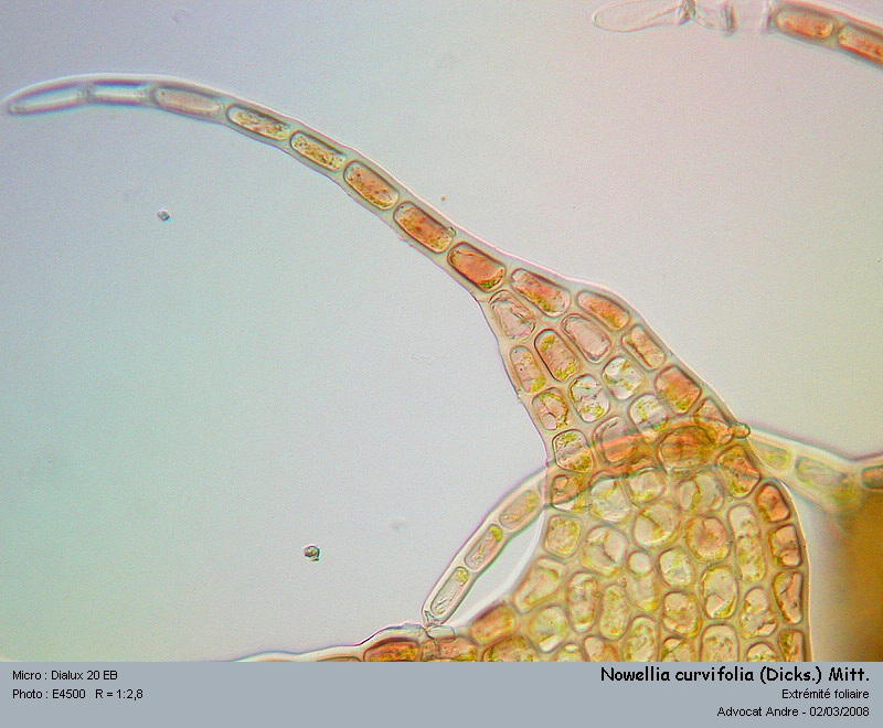 Nowellia curvifolia (Dicks.) Mitt. #2963