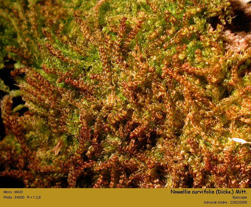 Nowellia curvifolia (Dicks.) Mitt. #2960