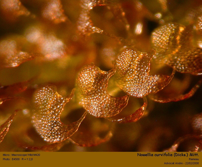Nowellia curvifolia (Dicks.) Mitt. #2961