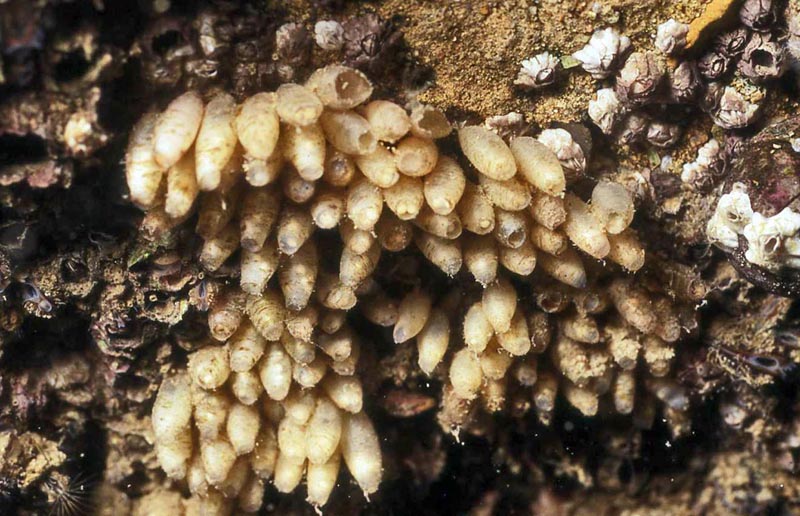 Nucella lapillus (Linnaeus, 1758) : radula et mode de vie #35888