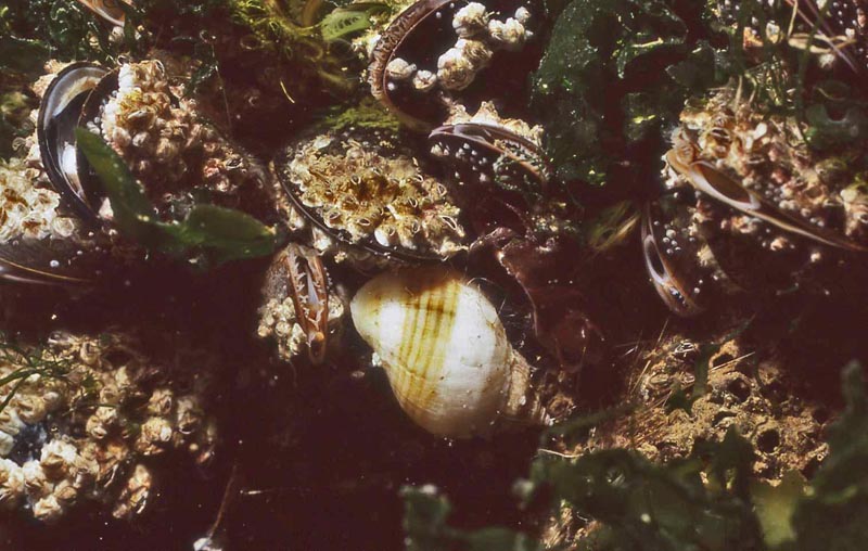 Nucella lapillus (Linnaeus, 1758) : radula et mode de vie #35884