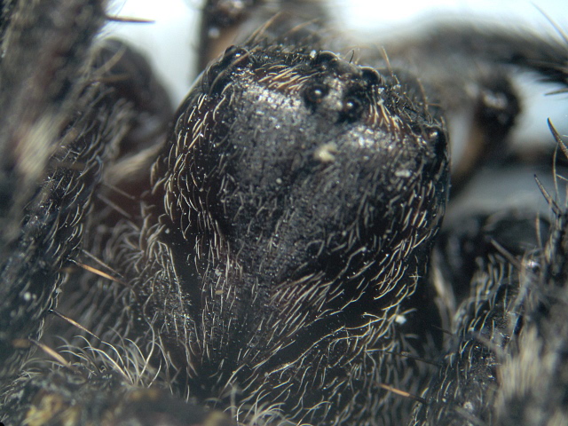 Nuctenea umbratica - Araneidae - Epeire nocturne #8776