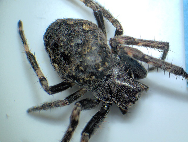 Nuctenea umbratica - Araneidae - Epeire nocturne #8775
