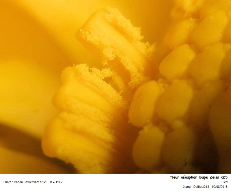 Nuphar lutea ou Nénuphar #46647