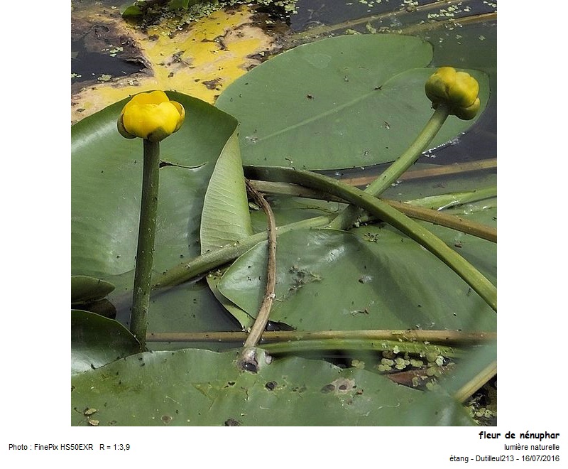 Nuphar lutea ou Nénuphar #46644