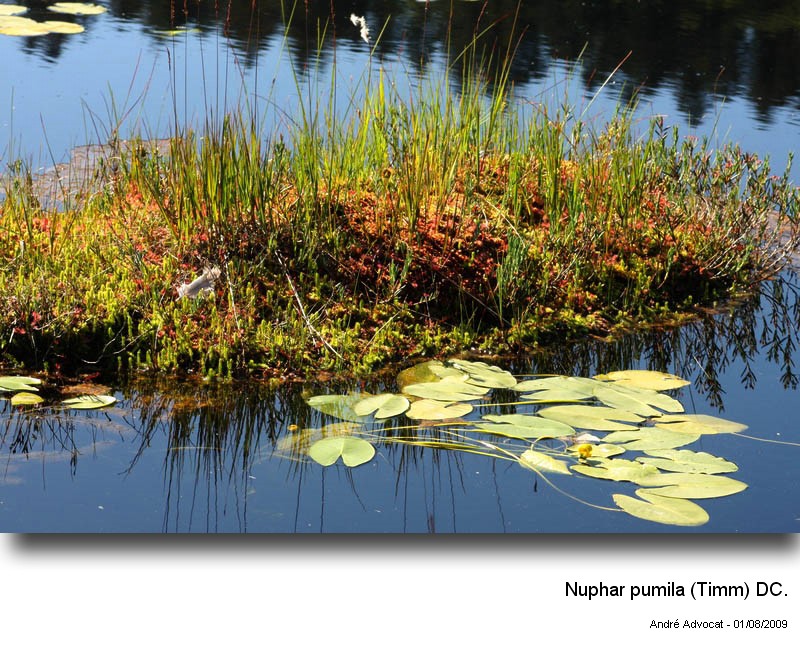 Nuphar pumila (Timm) DC. #14404
