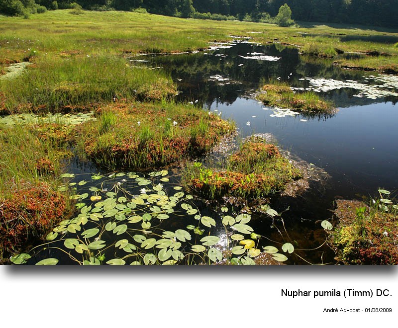 Nuphar pumila (Timm) DC. #14410