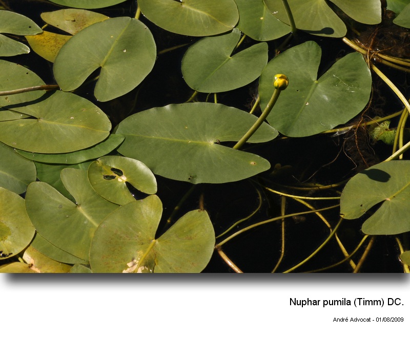 Nuphar pumila (Timm) DC. #14405