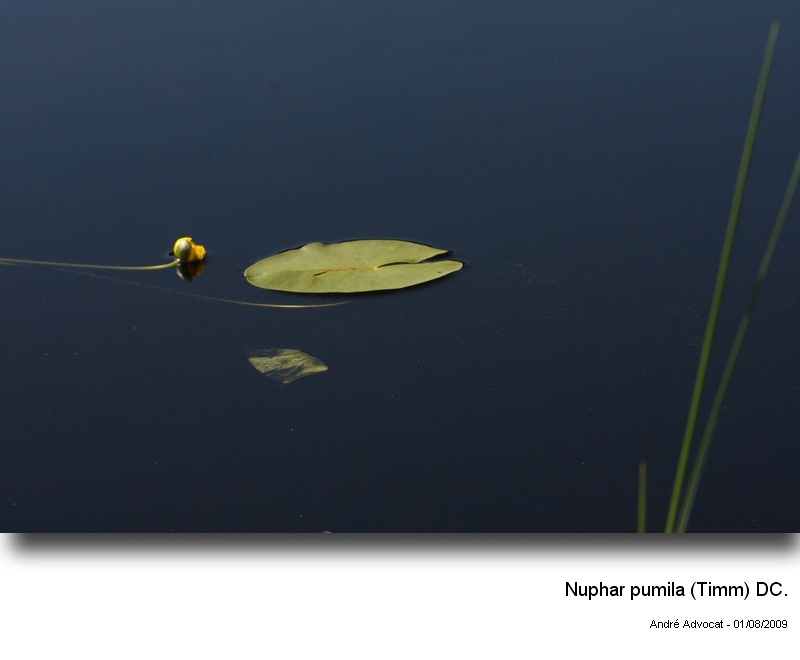 Nuphar pumila (Timm) DC. #14411
