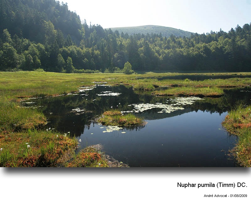 Nuphar pumila (Timm) DC. #14408