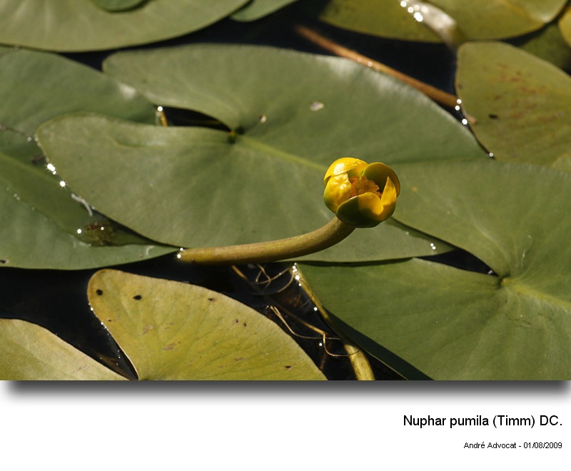 Nuphar pumila (Timm) DC. #14409