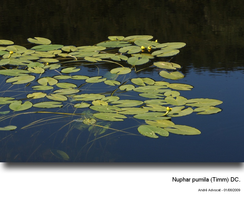 Nuphar pumila (Timm) DC. #14406