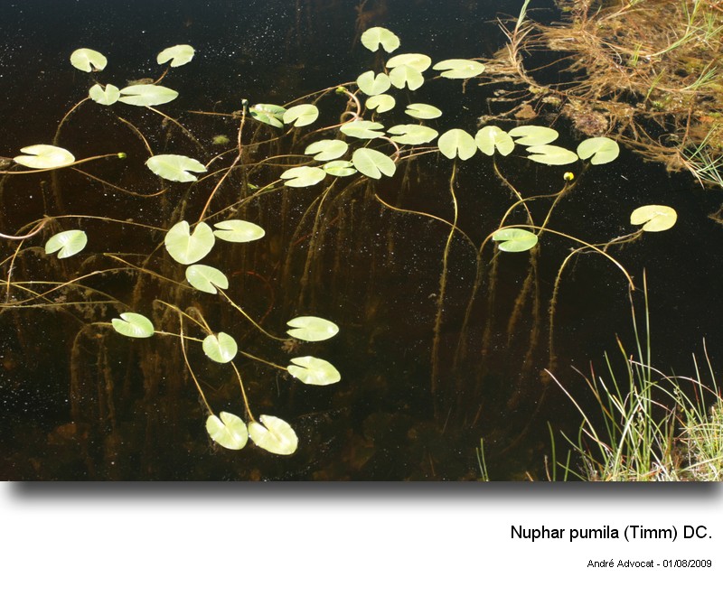 Nuphar pumila (Timm) DC. #14407