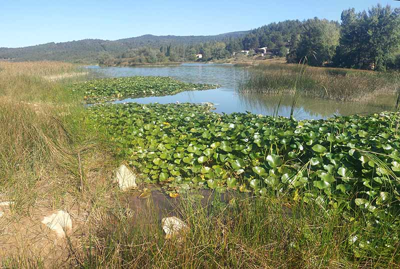 Nymphaea alba #51521