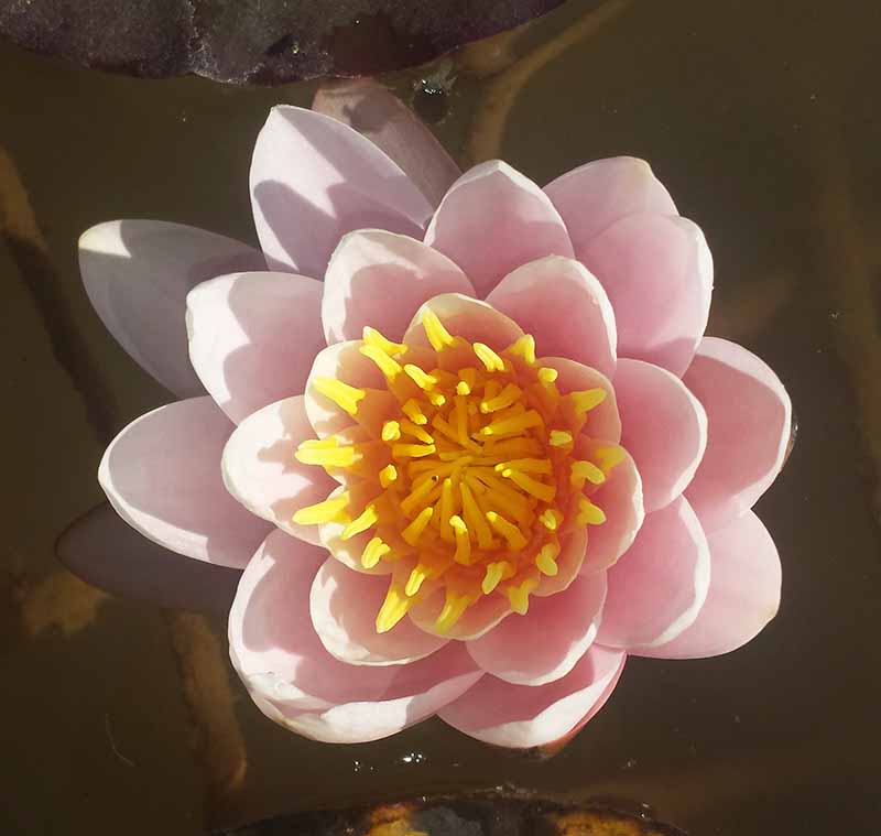 Nymphaea alba #51529