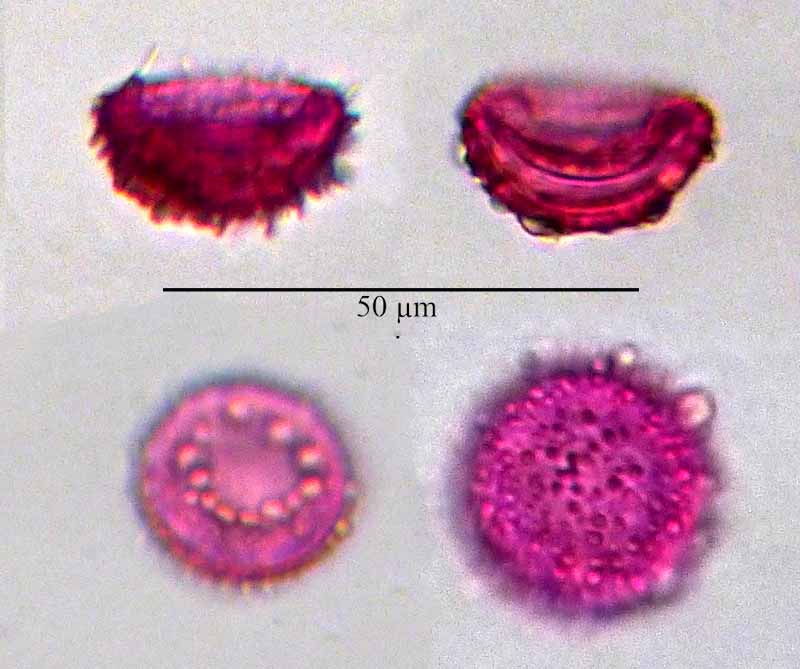 Nymphaea alba #51532