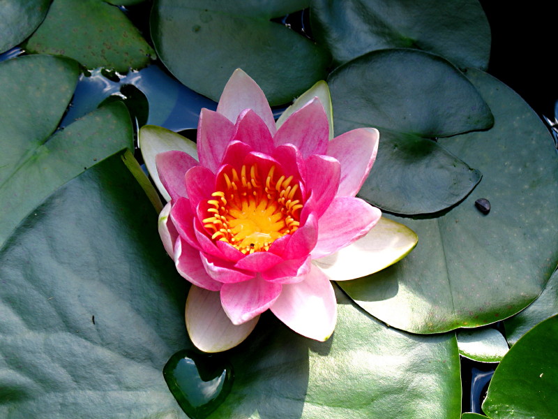 Nymphaea dans notre Jardin #4322
