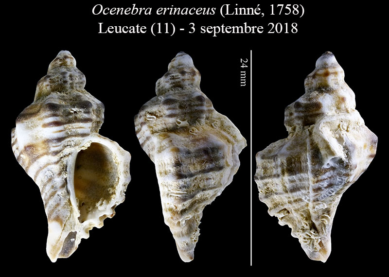 Ocenebra erinaceus #56176