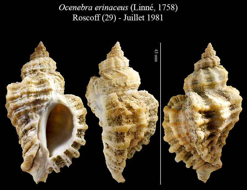 Ocenebra erinaceus #56252