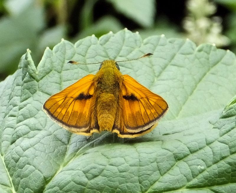 Ochlodes sylvanus - La Sylvaine #71397