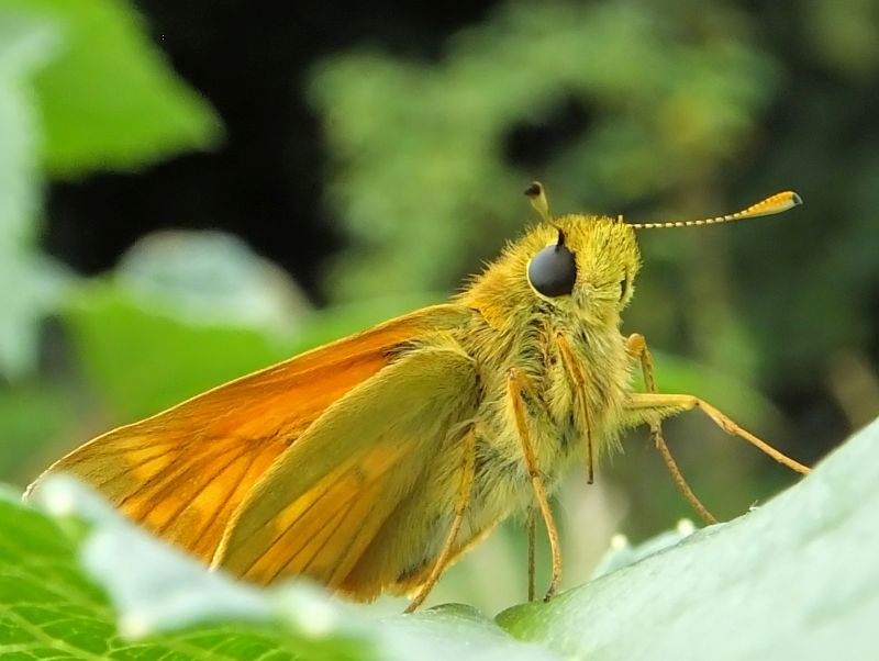 Ochlodes sylvanus - La Sylvaine #71398