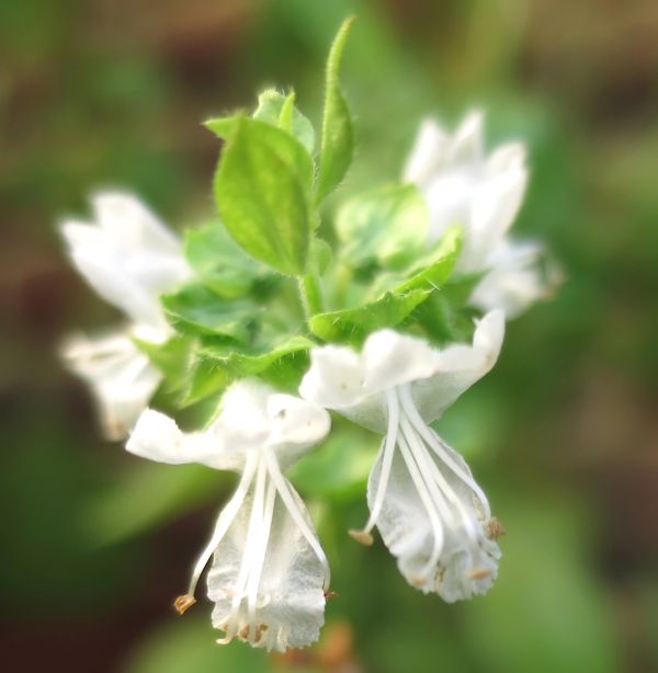 Ocimum basilicum L-Basilic #52080