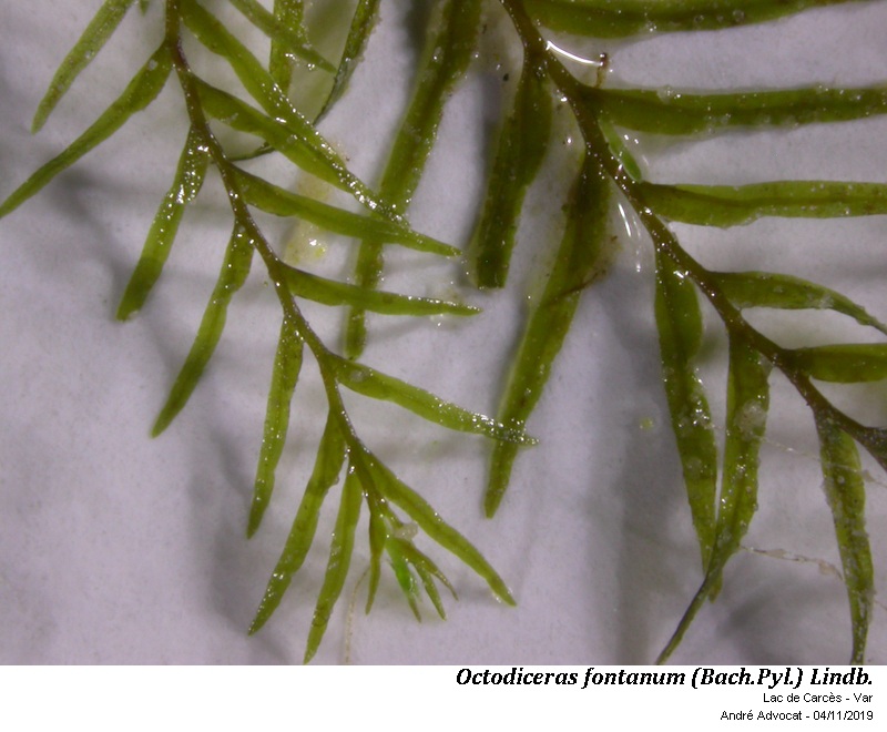 Octodiceras fontanum (Bach.Pyl.) Lindb. #60830
