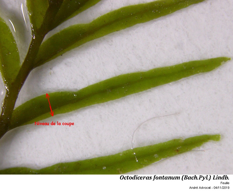 Octodiceras fontanum (Bach.Pyl.) Lindb. #60841