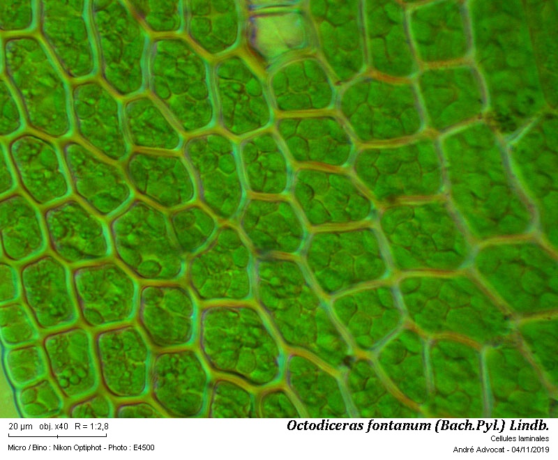 Octodiceras fontanum (Bach.Pyl.) Lindb. #60844