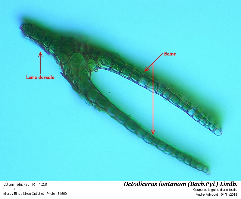 Octodiceras fontanum (Bach.Pyl.) Lindb. #60843