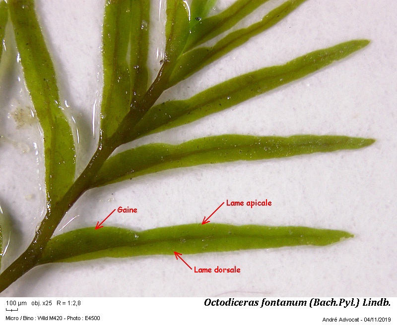Octodiceras fontanum (Bach.Pyl.) Lindb. #60831