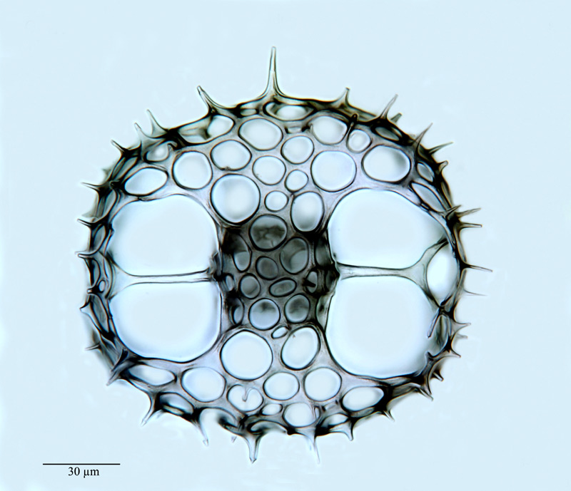 Octopyle intermedia R. Brandt n. sp. #21019