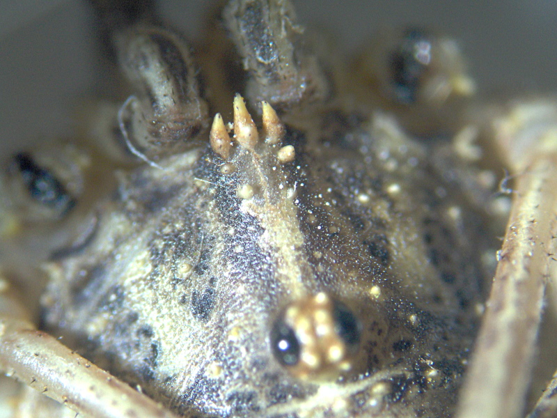 Odiellus spinosus (Bosc) - Oligolophinae - Opilion #6184