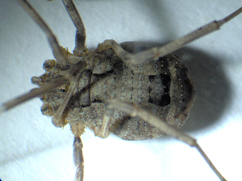 Odiellus spinosus (Bosc) - Oligolophinae - Opilion #6183