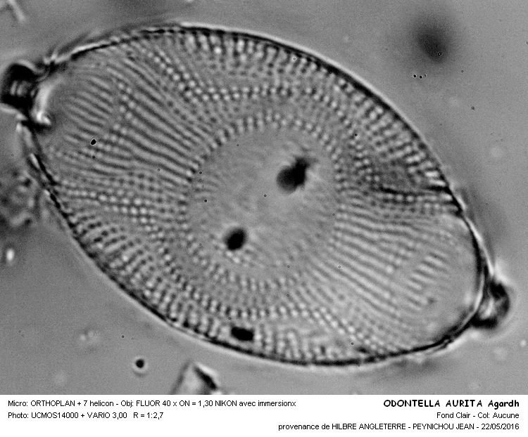 ODONTELLA AURITA Agardh #45316