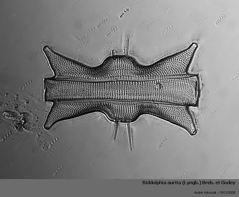 Odontella aurita Lyngbye  (=Biddulphia aurita ) #7496