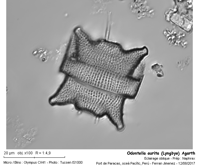 Odontella aurita (Lyngbye) Agardh #51442