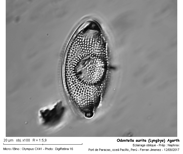 Odontella aurita (Lyngbye) Agardh #51443