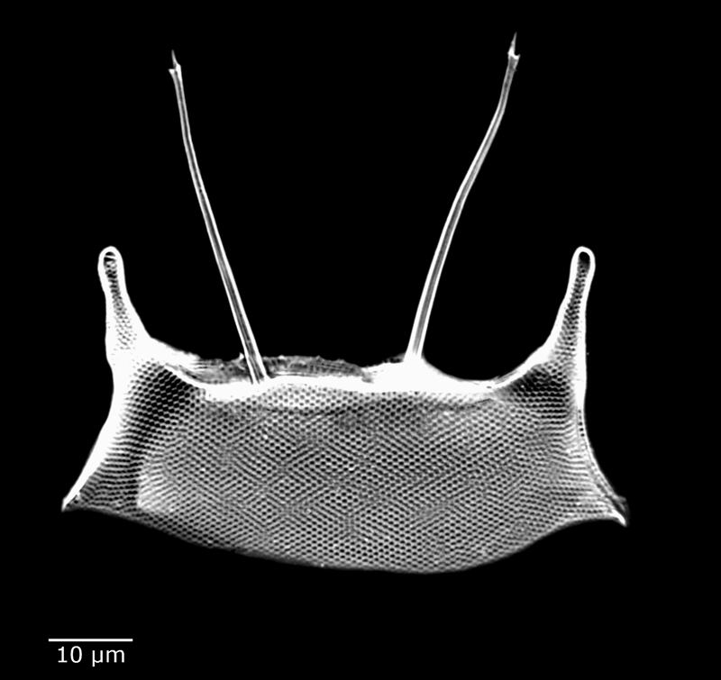 Odontella mobiliensis #60185