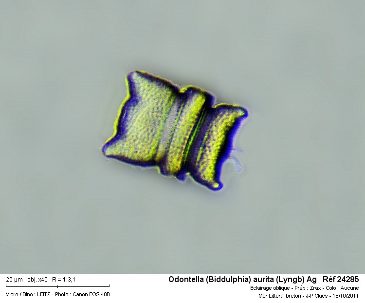 Odontella obtusa Kützing #24384