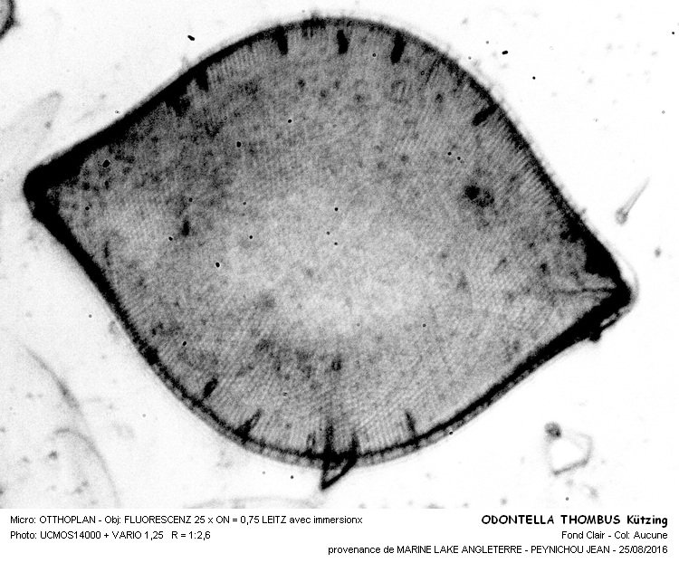 ODONTELLA RHOMBUS Kützing #46659