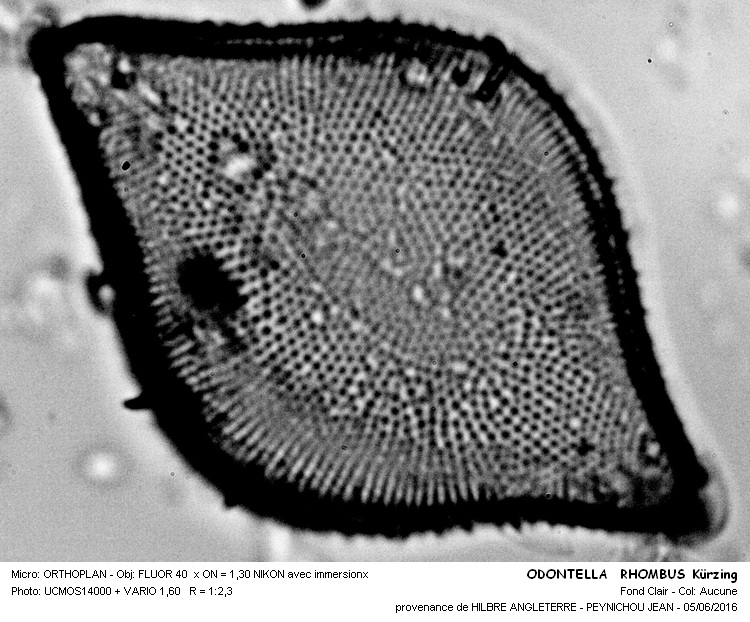 ODONTELLA RHOMBUS Kützing #45561