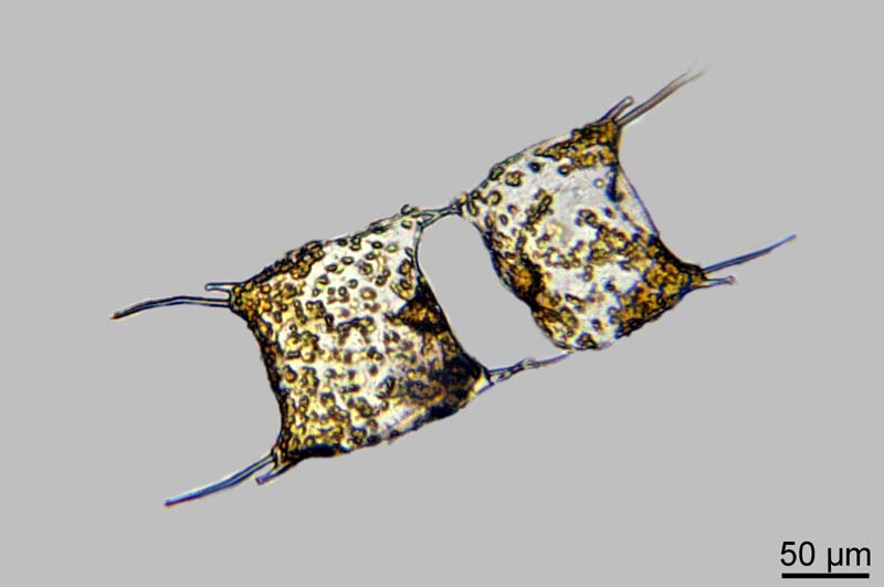 Odontella spp. #47507
